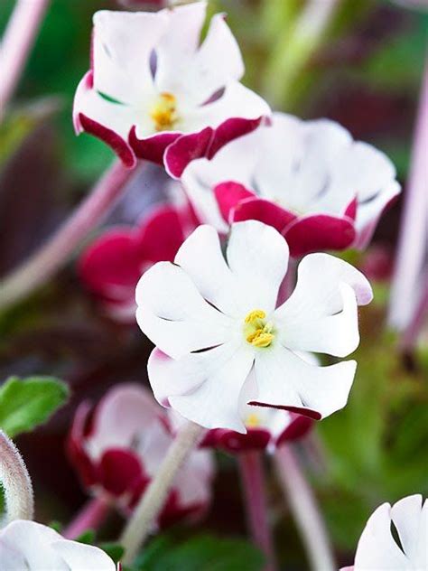 Think big this summer with tall phlox flowers. Moon garden - Night Phlox (Zaluzianskya capensis) | Moon ...