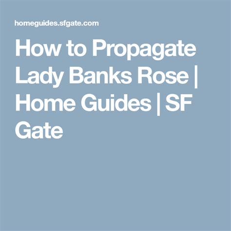 How to propagate from a pad. How to Propagate Lady Banks Rose | African milk tree, Lady ...