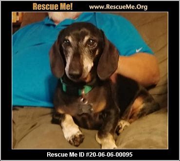 If you are searching for the perfect. - Utah Dachshund Rescue - ADOPTIONS - Rescue Me!