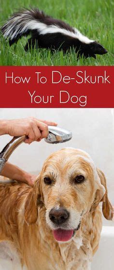Our simple tricks are effective in removing odors from your microwave. How To Get Rid Of Skunk Smell On Your Dog | Skunk smell ...
