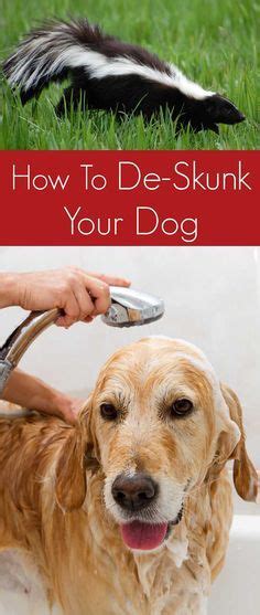 Got skunk smell on your dog and in your house? How To Get Rid Of Skunk Smell On Your Dog | Skunk smell ...