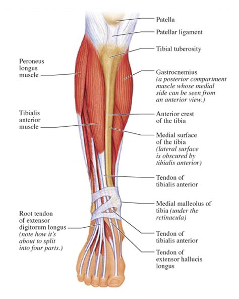 Muscles of the lower limb | anatomy model. Tense Muscles In Lower Leg - Fuck My Jeans