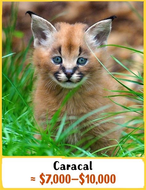 A wide variety of caracal options are available to you 19 Awesome Cats That Cost a Fortune
