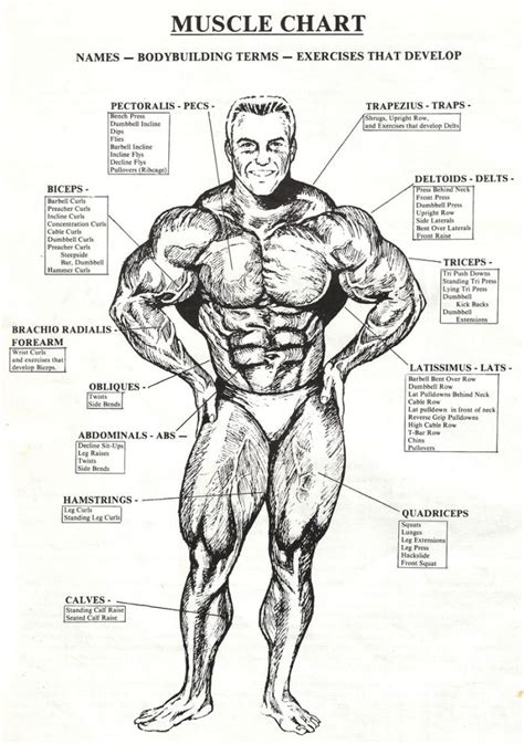 Now, release the pressure you've exerted on your muscles. Body muscle chart! | Body muscle chart, Muscle anatomy ...