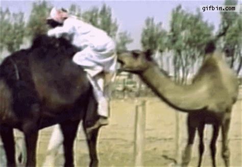 Camel's urine is also efficacious in the treatment of swelling of the liver and other diseases such as abscesses, sores that he explained that dropsy results from a deficiency of albumen or potassium, and the urine of camels in rich in both of. Is the deadly MERS virus related to the drinking of camel ...