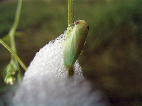 Wer die kleinen tiere im kräutergarten entdeckt, muss sich experten zufolge aber keine großen sorgen machen. Zikaden