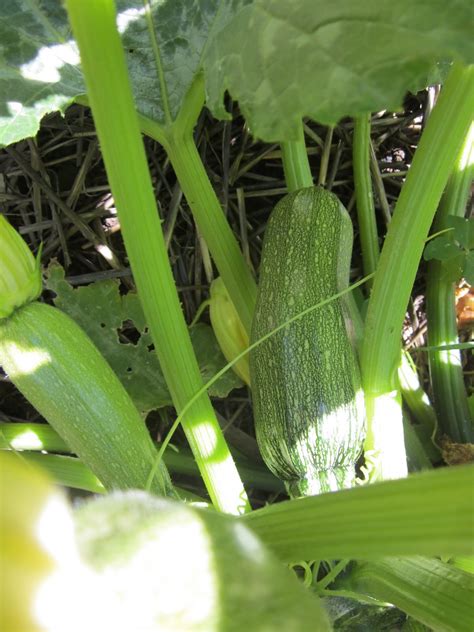 Zucchini squash is a summer vegetable with a thin skin. HAZEL DENE: Greyzini Zucchini