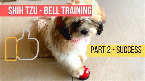 Learn how to housebreak your dog in 6 days for free. Shih Tzu Puppy - SUCCESSFUL Bell Training - Part 2 - YouTube