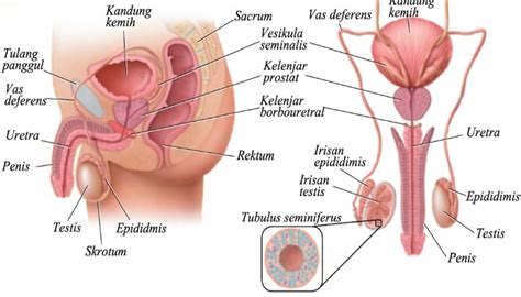 Lobus posterior adalah bagian belakang kelenjar pituitari yang berfungsi menghasilkan hormon antidiuretik, yakni hormon yang bertugas untuk membuat ginjal menyerap air lebih banyak dan menyimpannya di aliran darah untuk mencegah dehidrasi. Kelenjar Cowper (Bulbouretral) : Pengertian, Letak, Fungsi ...