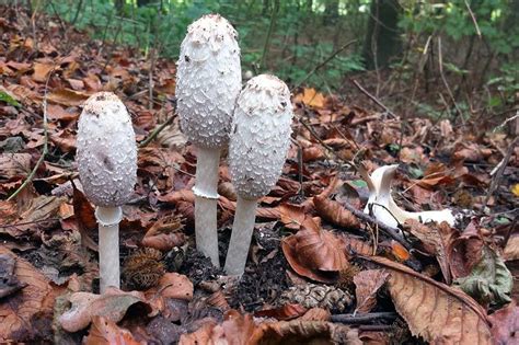 Die meisten pilze gibt es von mai bis ende oktober. Speisepilze und ihre giftigen Doppelgänger - NABU ...