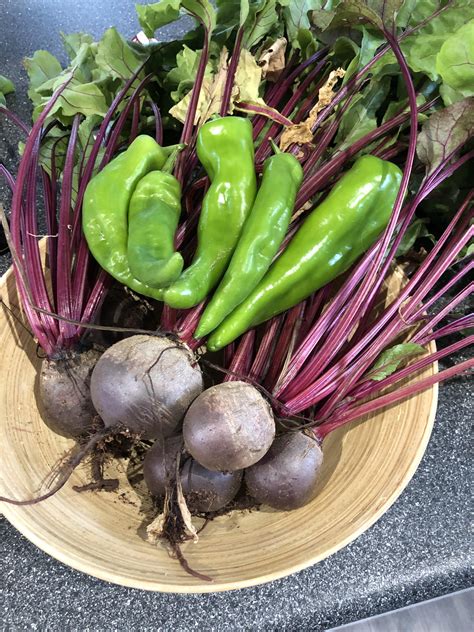 Check spelling or type a new query. Built a huge big edible garden. This is my first beetroot ...
