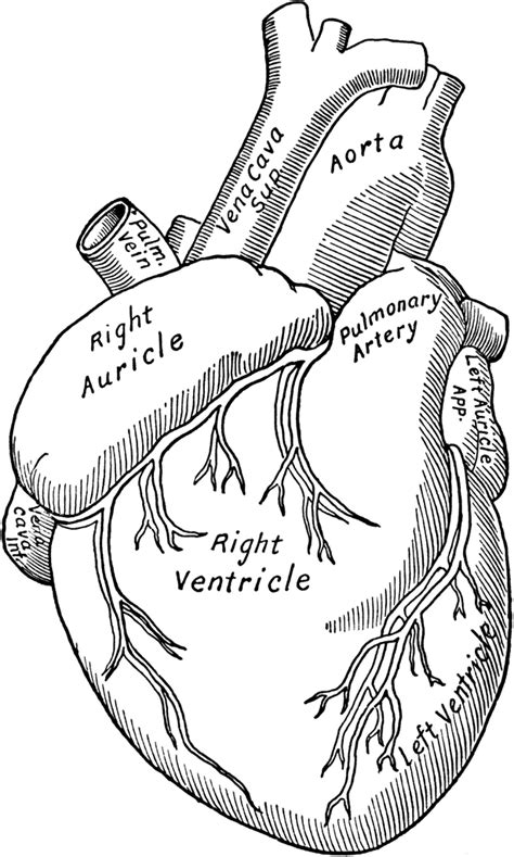 This is a sample of what you will find in the full pop art coloring homophone resource. Anatomy Heart Coloring Pages - Free Printable Coloring Pages