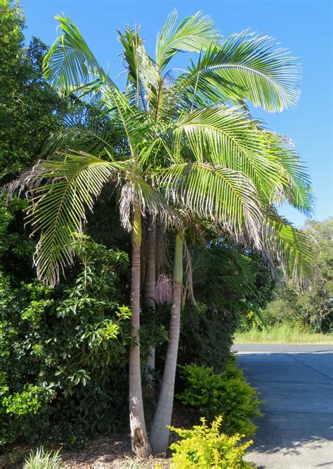 This palm tree can grow up to 40 feet tall and 15 feet wide. Archontophoenix cunninghamiana - Bangalow Palm | Forster ...