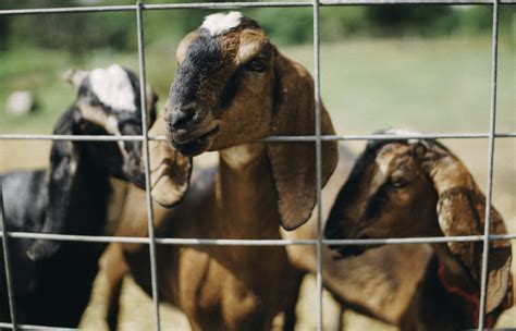 So where does this mysterious force come from that automatically makes you fatter from drinking. Goat Milk vs. Cow Milk - Saco River Farms