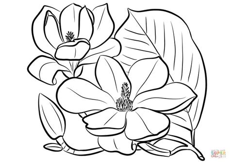 Download Southern Magnolia coloring page | Free Printable Coloring ...