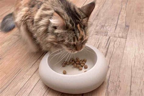 How much should i weigh? How Much Should I Feed my Maine Coon Cat? - Paws For Advice