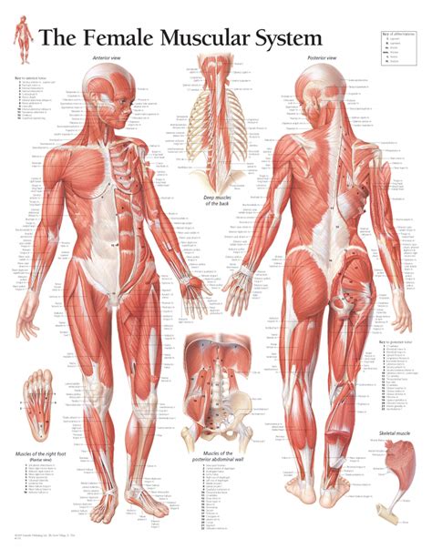 This chart is perfect for education. The Female Muscular System - Scientific Publishing