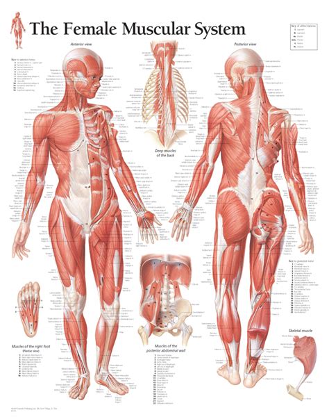 In back and side views of the figure, it tells you where the neck anatomically ends and where the rib cage begins. The Female Muscular System | Scientific Publishing