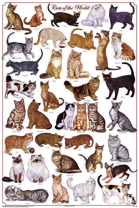 Below you'll find the entire list of cat breeds. Пин от пользователя Jenny Suwaana на доске Feline Prints ...