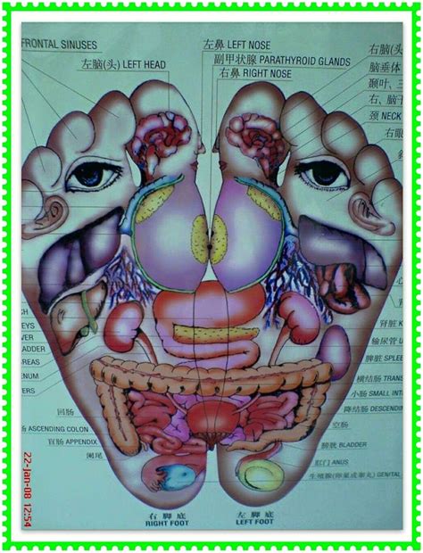 Tulang telapak tangan memiliki fungsi untuk menghubungkan antara tulang jari atau disebut phalanges dengan tulang pergelangan tangan. URUT TRADISIONAL: FUNGSI TAPAK KAKI