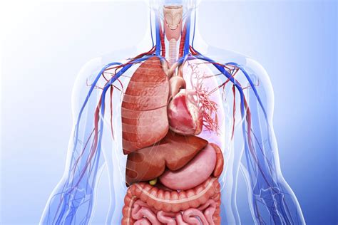 Each of these system assists with maintaining homeostasis other important accessory organs in this organ system are the salivary glands, liver, pancreas and gallbladder. Learn About the Organ Systems in the Human Body