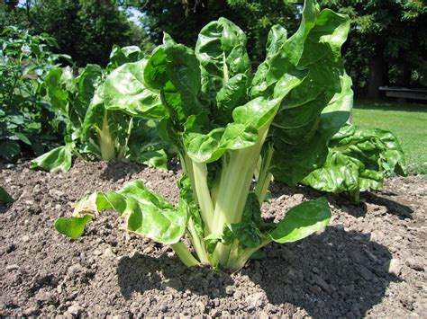 Falls sie interesse am erwerb dieser domain haben, schicken sie bitte eine email an infux@netrex.de vielen dank, wenn sie dafür verständnis haben. Côtes de bette - Photo de Mon jardin potager - Ma Nature 2