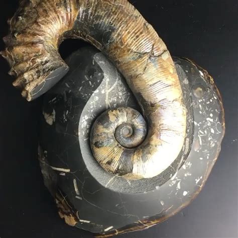 Auf dem kirchturm sitzt catweazle, dessen versuch, sich in die vergangenheit. Ammonite Audoliceras Heteromorph. Russia (Middle Volga ...