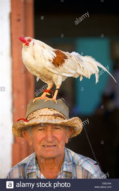 Nine creatures that drink the blood of other animals. Cuban man sitting in the street with a cockerel/rooster on ...