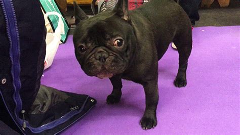 Cat and dog, group of dogs and kitten looking up. Dog Show Dogs GIF by Westminster Kennel Club - Find ...