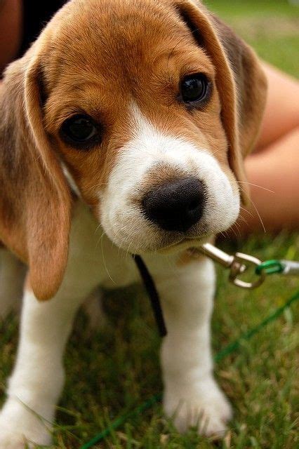 There are often mixed breed puppies that need loving homes. Where Can I Get A Beagle Puppy Near Me | Beagle Puppy