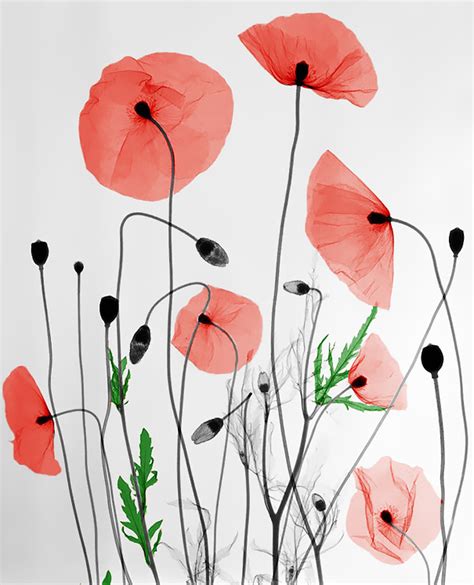 Maybe you would like to learn more about one of these? Nature From the Inside Out: Dreamy X-Ray Images Of Nature ...