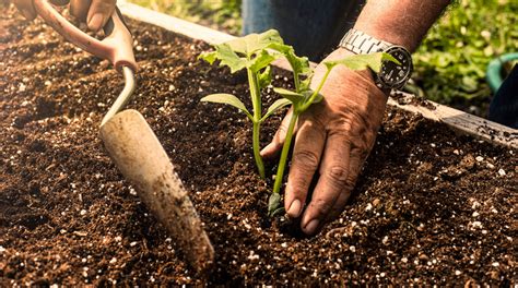 Maybe you would like to learn more about one of these? How To Prepare Soil For Planting: Tips and Guidelines ...