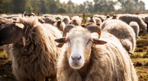 Последние твиты от schaapje schaapje. Schapen als echte natuurbeheerders op de heide - Utrecht