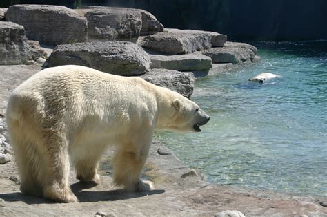 Il a ajouté une image d'ours polaire sur une image de plage. Distribution Ours Polaire Quebec - Pewter