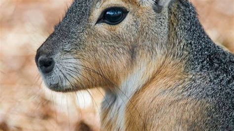Exotic Pets - PetHelpful - By fellow animal lovers and experts