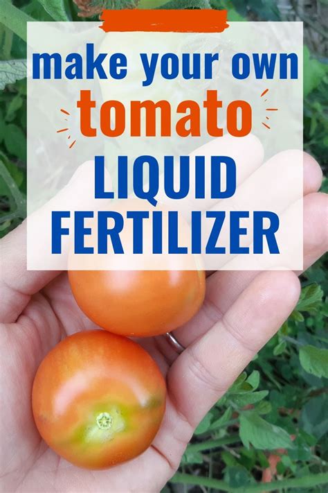 Organic fertilizer made from corn hydrolysate. How to Make Homemade Liquid Fertilizer | Fertilizer for plants, Tomato fertilizer, Organic ...