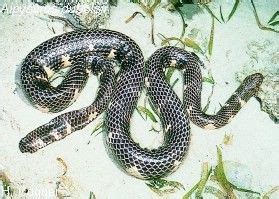 Der taipan (oxyuranus scutellatus), auch östlicher taipan oder küstentaipan genannt, ist eine schlangenart aus der familie der giftnattern. Die giftigsten Schlangen der Welt: Diamantklapperschlange ...
