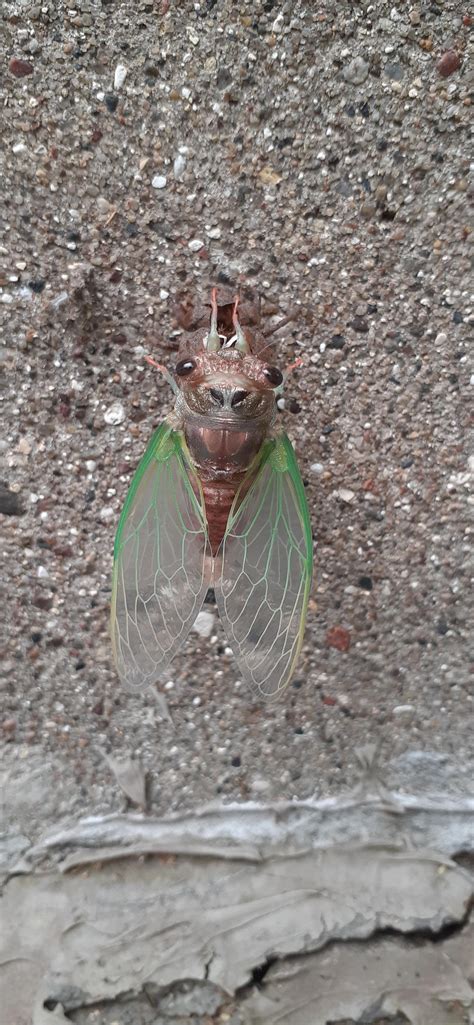 The cicada is one of those insects that still warrants study. 🔥 A cicada right after shedding its exoskeleton ...