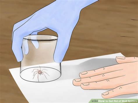 What do wolf spiders eat? 4 Ways to Get Rid of Wolf Spiders - wikiHow