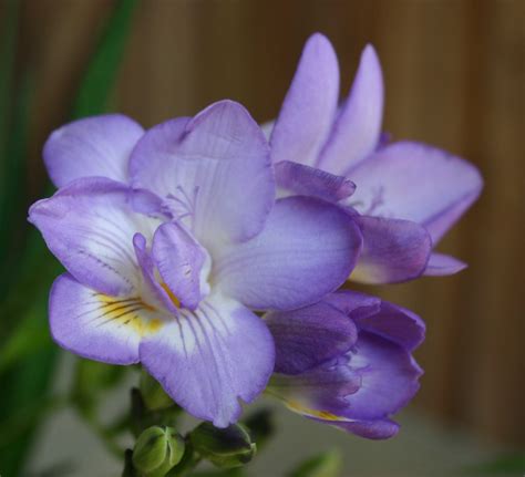 In particular red flowers symbolize love, yellow ones symbolize joy, white blossoms mean purity, and purple ones indicate nobility and elegance. Freesia in purple | Types of purple flowers, Purple flower ...