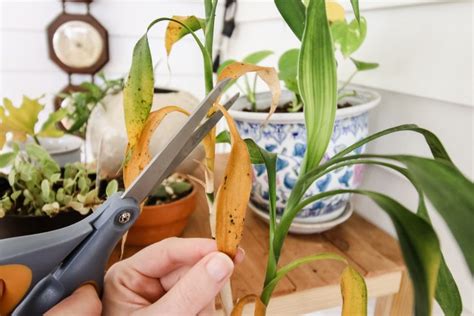 It grew more than it ever had before! How to trim dead plant leaves