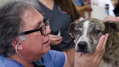 Photos, address, and phone number, opening hours, photos, and user reviews on yandex.maps. Banfield Pet Hospital Helps Pets in Puerto Rico - YouTube