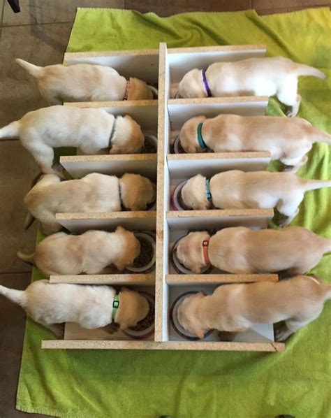 Keeping dogs and cats in harmony has never been an easy task. Puppy feeding station. How to feed 10 puppies at a time. # ...