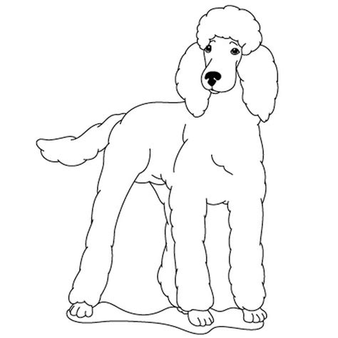 Color your own are black and white line drawings, all of them my own original artwork, which you can copy and color in the graphics program on your own computer, or you can print them out and color them standard poodle dog coloring page. Coloring sheets - Nova's Standard Poodles