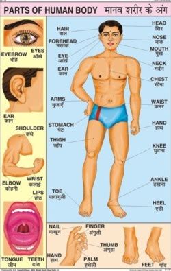 Nape, head, neck, shoulder blade, arm, elbow, back, waist, trunk, loin, hip, forearm, wrist, hand, buttock, thigh, leg, calf, foot, heel. Special Charts - Special Charts Manufacturer,Supplier,Exporter