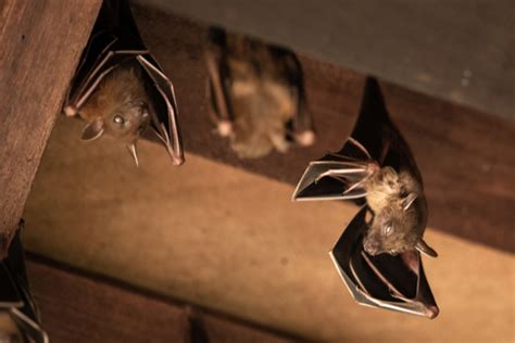 Wait dowd had left her cat, ginny, in the kitchen overnight but it was not clear that the cat got the bat. Do I Have Bats? - Varment Guard Wildlife Services