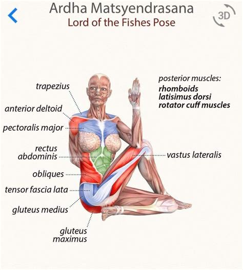 Maybe you would like to learn more about one of these? ARDHA MATSYENDRASANA | Yoga anatomy, Yoga muscles, Yoga ...