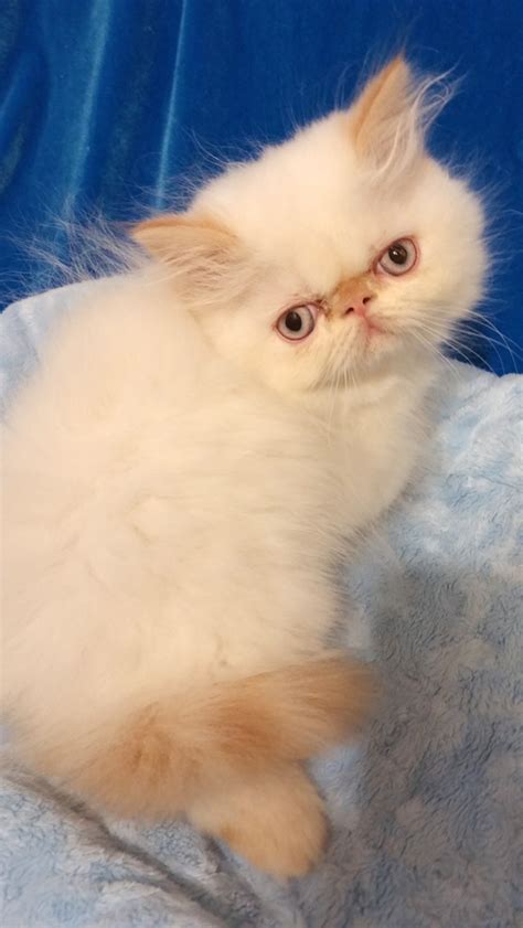 Most of the price depends on the area, quality of breeding, and the cat's purpose (for. Male: 8 week old flame point himalayan