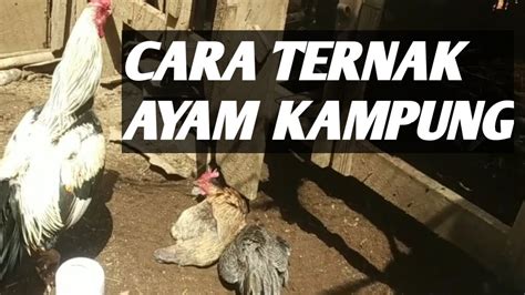 Aku duduk bersila sedangkan dia setengah berdiri dengan kedua kakinya di tekuk di lutut. Cara Ternak Ayam kampung Di belakang Rumah - YouTube