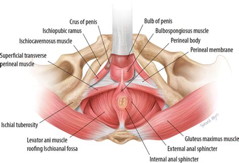 A 3d reconstruction of the pelvis and its organs. MRI of the Male Pelvic Floor | RadioGraphics